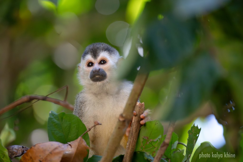 Costa Rica – Regenwald