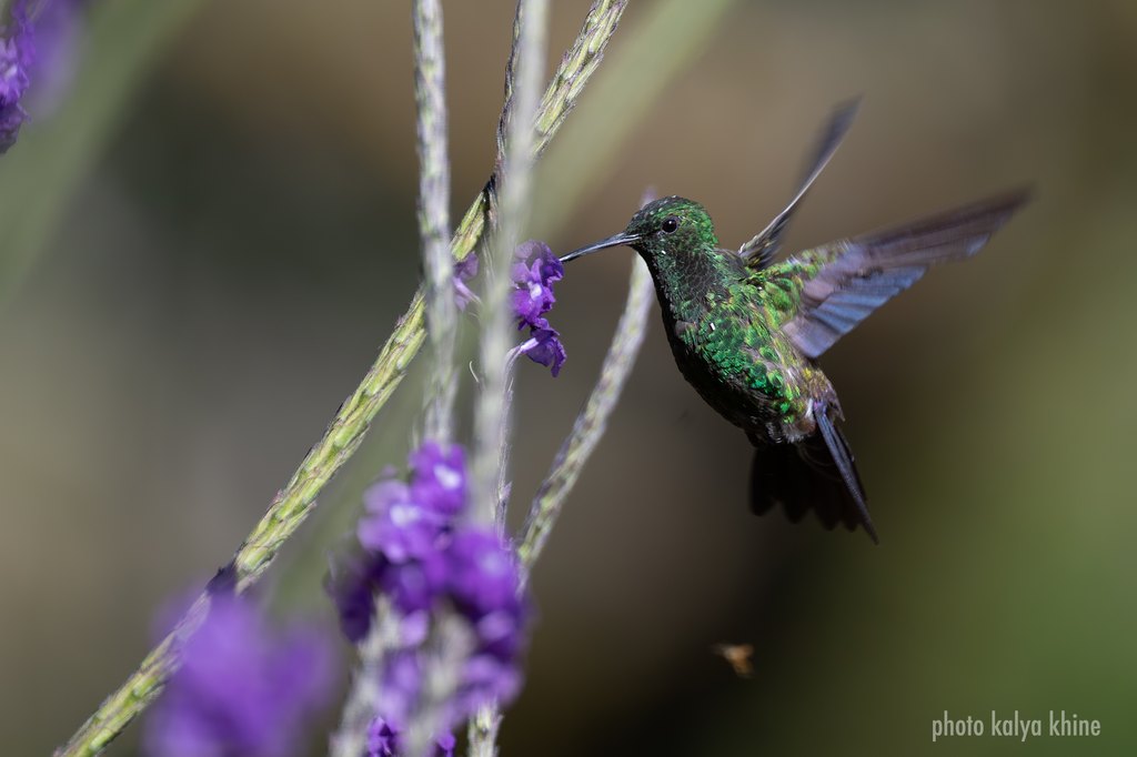 Costa Rica – Impression 3