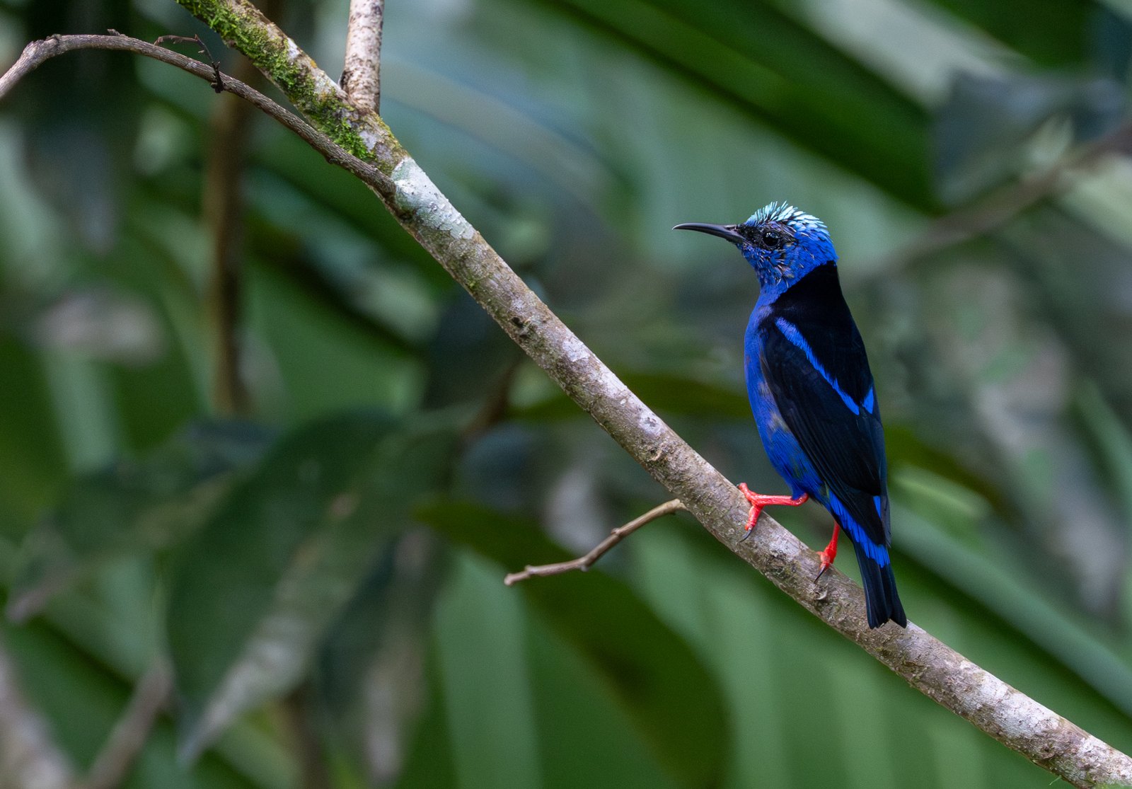 Costa Rica – © lassunsreisen.com / Clemens Walzl
