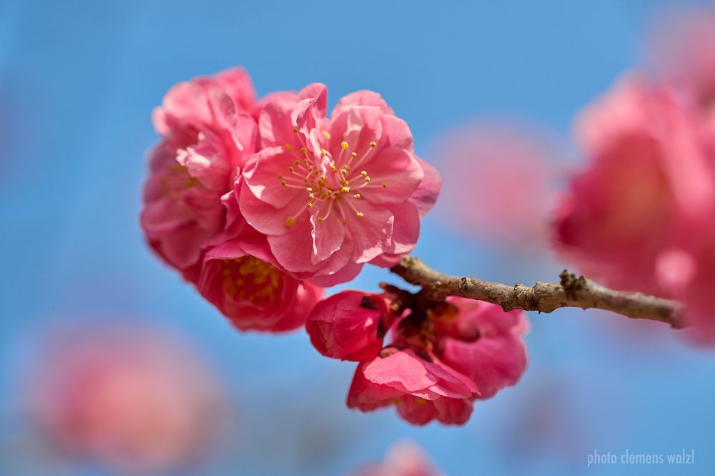 Pflaumenblüte vor blauem Himmel, Japan