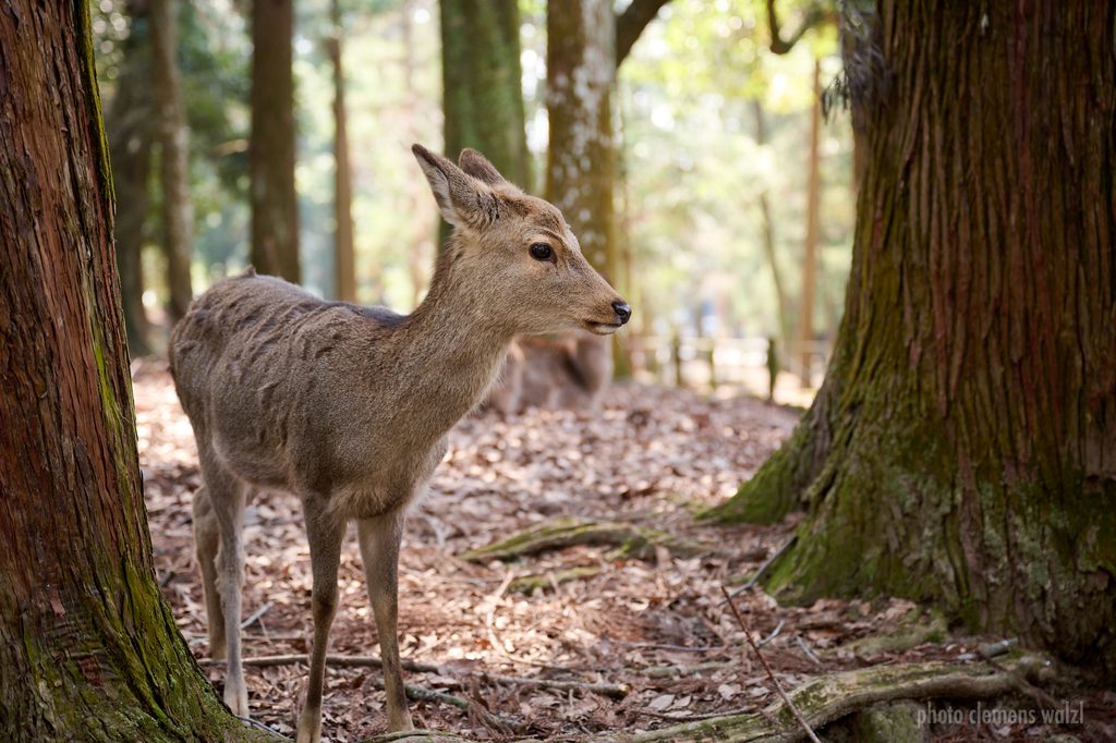 Sikahirsch im Wald von Nara, Japan