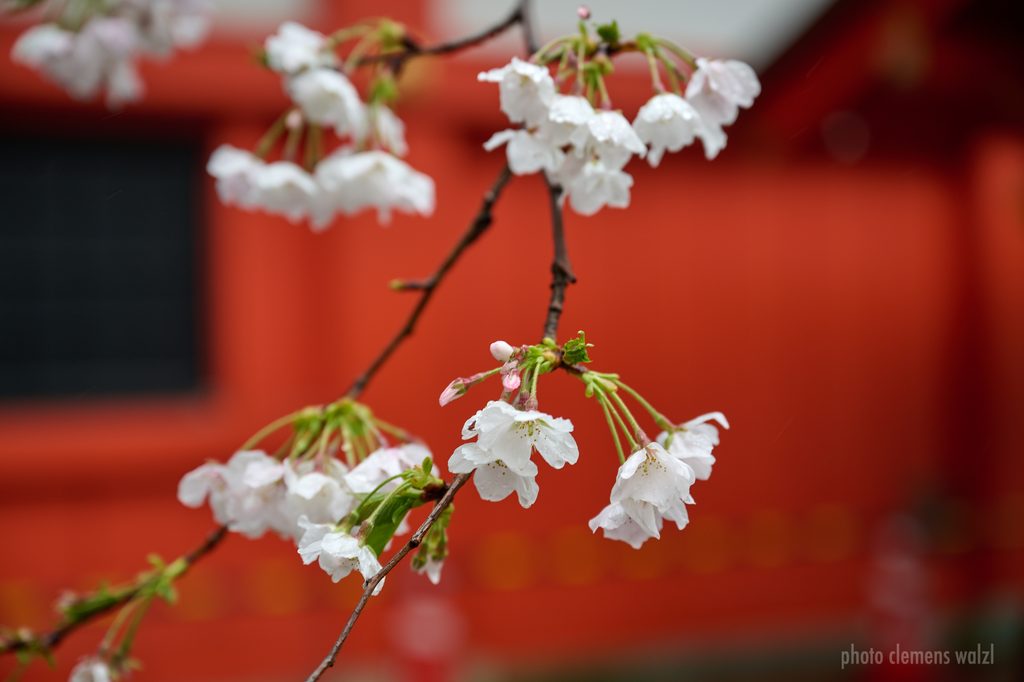 Kirschblüten vor rotem Schreintor, Japan