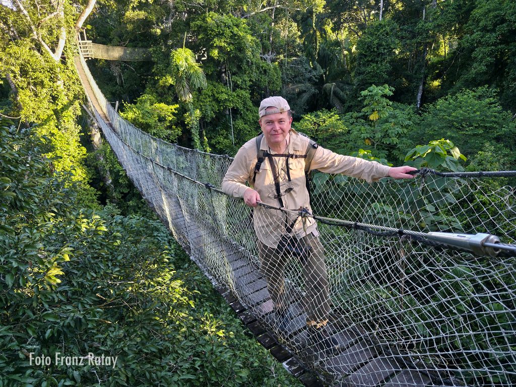 Hängebrücke über dem Kronendach des Regenwalds