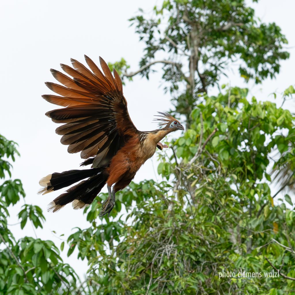 Hoatzin im Flug über dem Regenwald