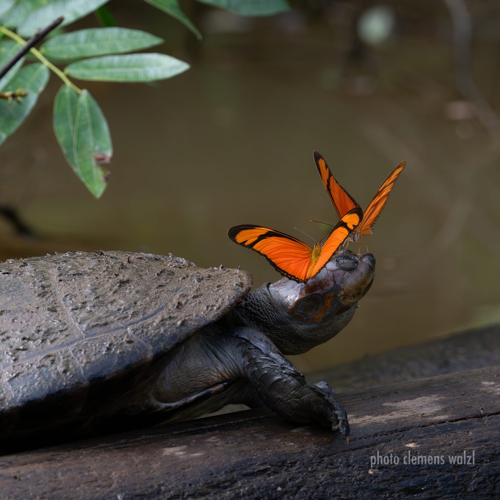 Schmetterlinge auf einer Flussschildkröte