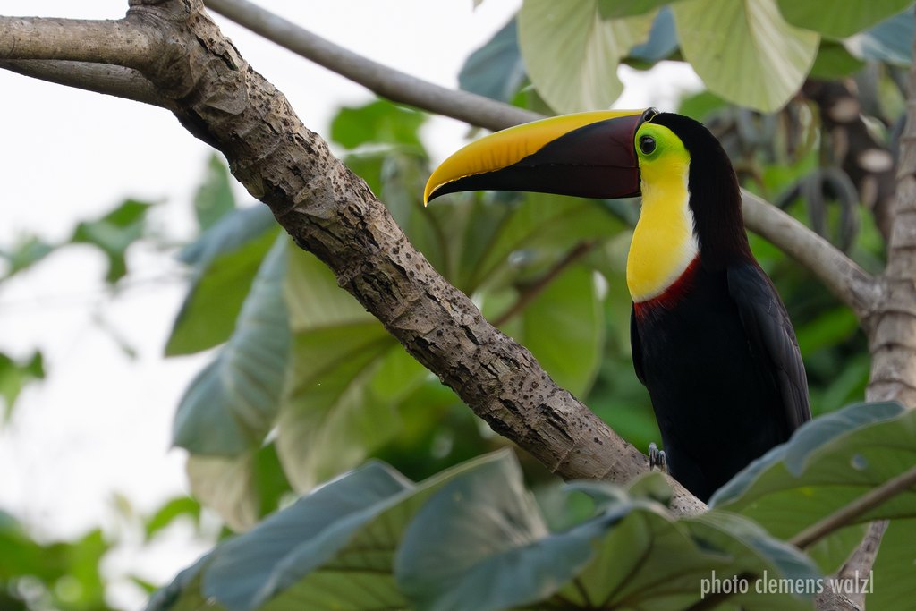 Tukan im Regenwald, Costa Rica