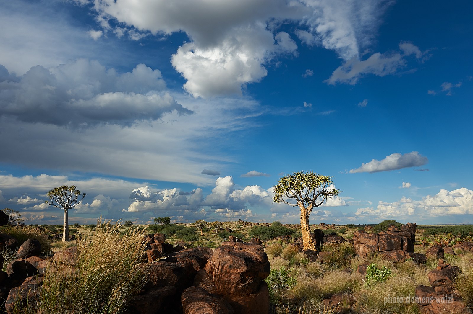 Köcherbäume unter dramatischem Wolkenhimmel, Namibia