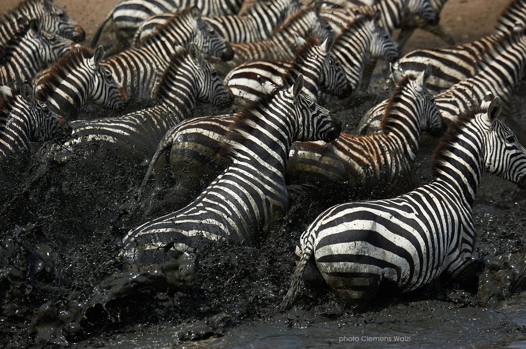 Zebraherde bei der Flussquerung, Tansania