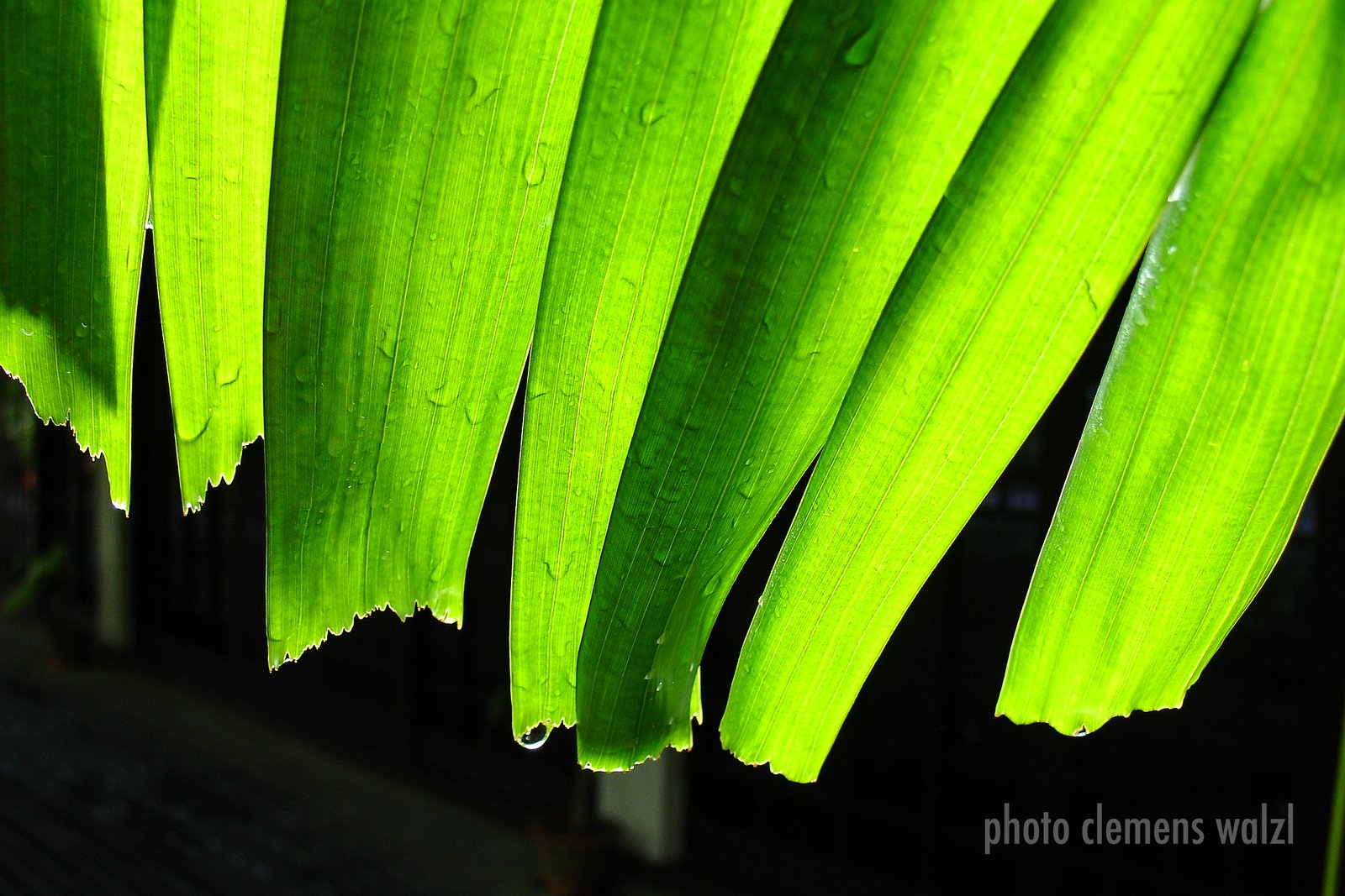 Singapur · Sarawak · Sabah – © lassunsreisen.com / Clemens Walzl