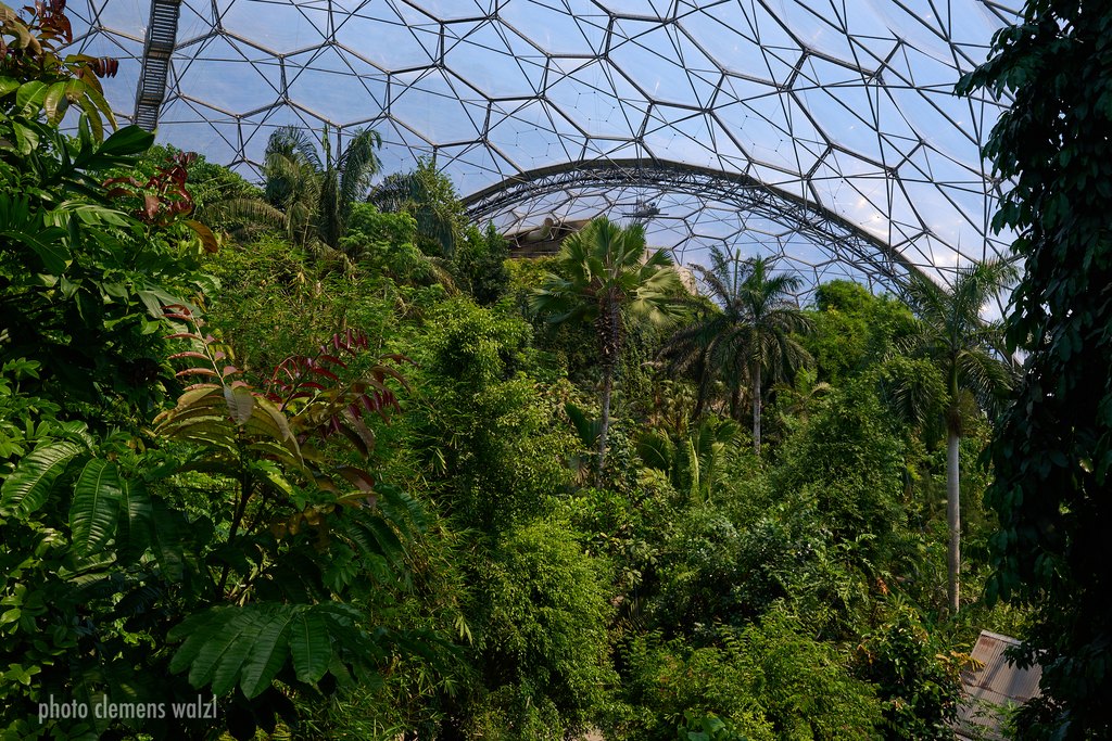Blick über den Baumbestand im Regenwald-Biom des Eden Project unter der gläsernen Gitterkuppel