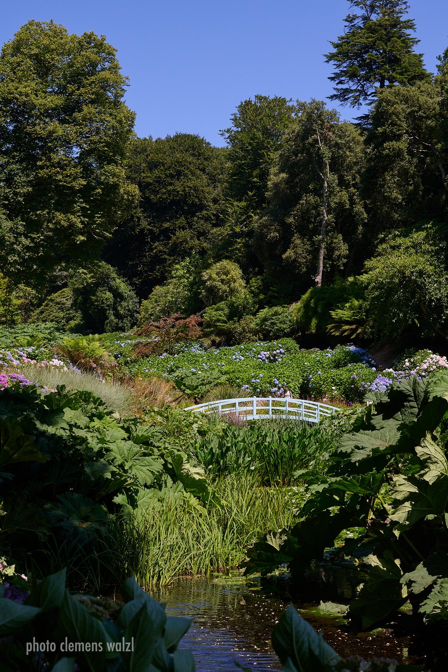 Hellblaue Bogenbrücke über den Teich im Trebah Garden, umgeben von Hortensien und großblättrigem Mammutblatt